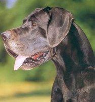 Un chien enragé