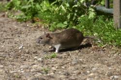 rat