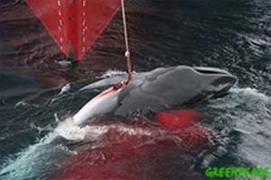 Massacre des baleines..Un scandale mondial !