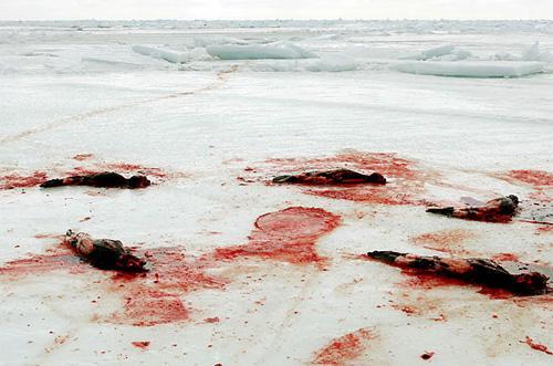 La chasse aux phoques au Canada