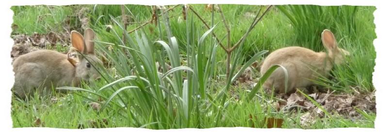 Faire poser un lapin 2.1238950666.jpg