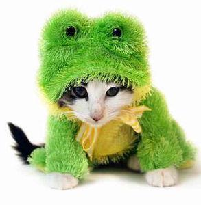 chat_grenouille