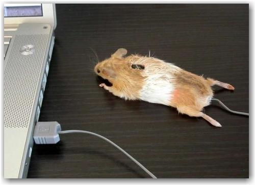 mouse_mouse_1 mouse_mouse_1