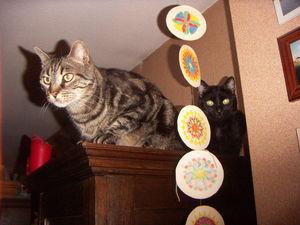 News de mes animaux épisode 10 (Chats et octodons) PICT0002