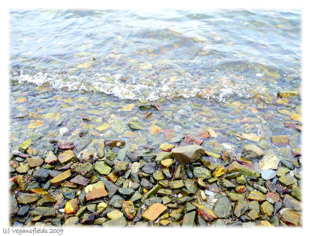 Vegan Chocolate & Sultanas Hot Cross Buns / Briochettes anglaises aux épices (vegan) Vegan Chocolate & Sultanas Hot Cross Buns / Briochettes anglaises aux épices (vegan)