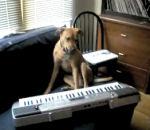 vidéo buzz chien musicien
