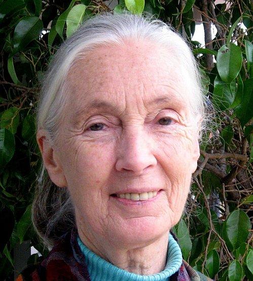 Jane Goodall à 75 ans