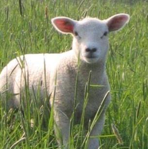 Pourquoi manges-t-on de l'agneau à Pâques ?
