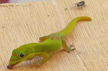 Le Gecko sympa