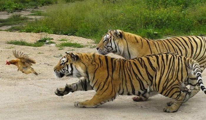 Tigres vs poule