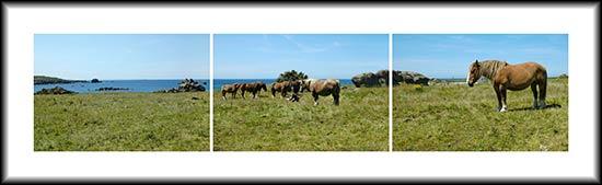 les chevaux postiers bretons sur les dunes de Porspoder les chevaux postiers bretons sur les dunes de Porspoder