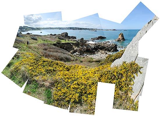 Ajoncs en fleurs à la pointe de Primel Ajoncs en fleurs à la pointe de Primel