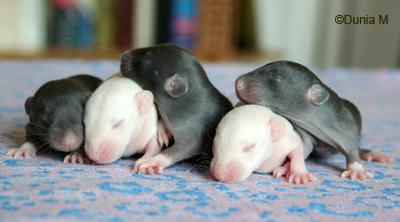 Rats: les bébés de Harina ratons de 12 jours