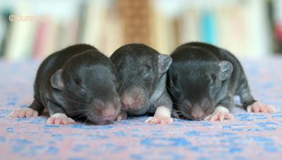 Rats: les bébés de Harina ratons de 12 jours
