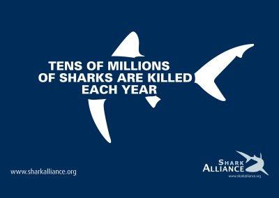 Shark Finning (Some Info You Should Know)