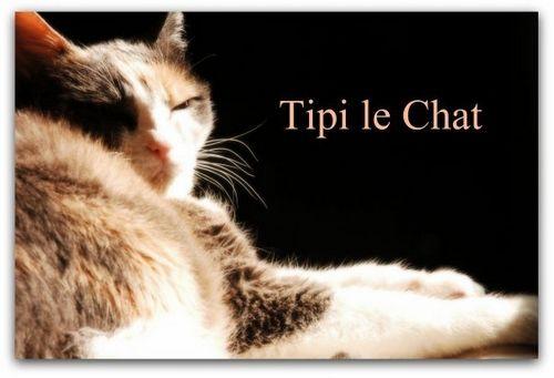Tipi_le_Chat