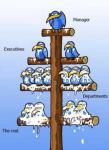 hierarchie