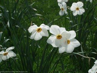 Narcisse ou jonquille?