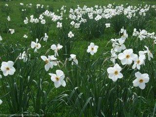 Narcisse ou jonquille?
