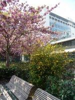 Le printemps dans le square James Joyce (Paris 13e)