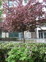 Le printemps dans le square James Joyce (Paris 13e)