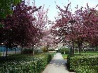 Le printemps dans le square James Joyce (Paris 13e)