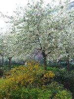 Le printemps dans le square James Joyce (Paris 13e)
