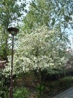 Le printemps dans le square James Joyce (Paris 13e)