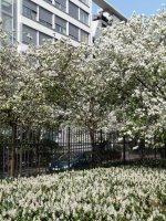 Le printemps dans le square James Joyce (Paris 13e)