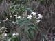 Le jasmin