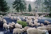 Cinematographie cinematographa Sweetgrass, ses moutons, ses moutons, ses moutons... son Soliblog