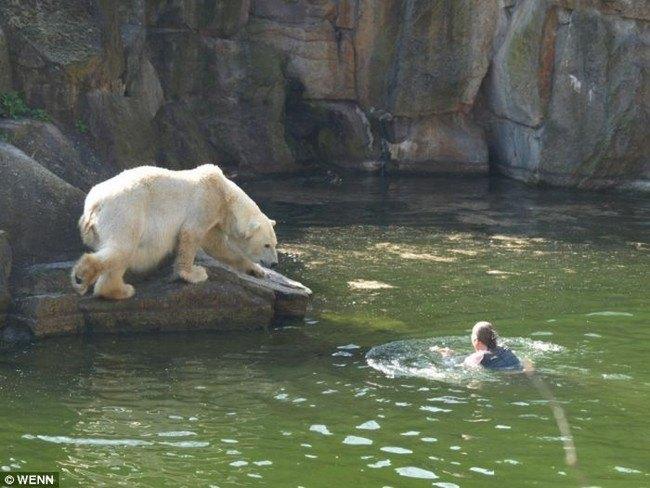 Une femme blessée par des ours polaires au zoo de Berlin