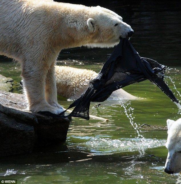 Une femme blessée par des ours polaires au zoo de Berlin