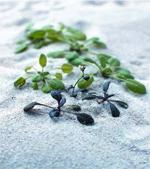 Une plante qui détecte les mines antipersonnelles www.innovant.fr