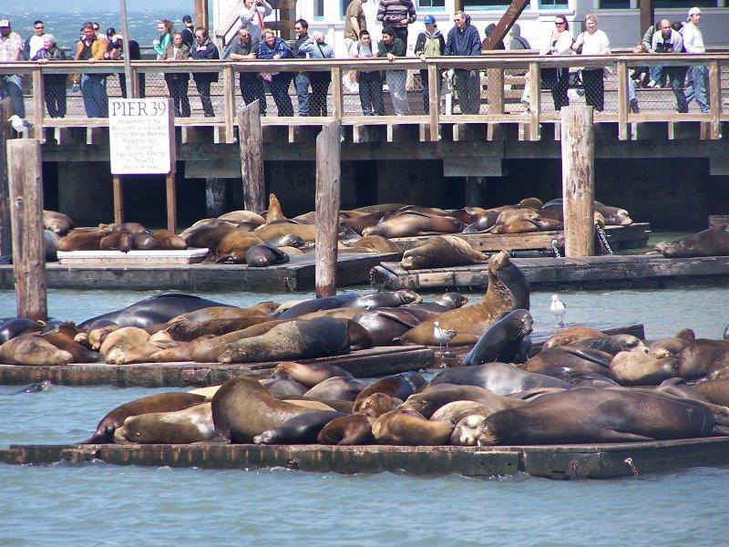 San Francisco : goélands et lions de mer