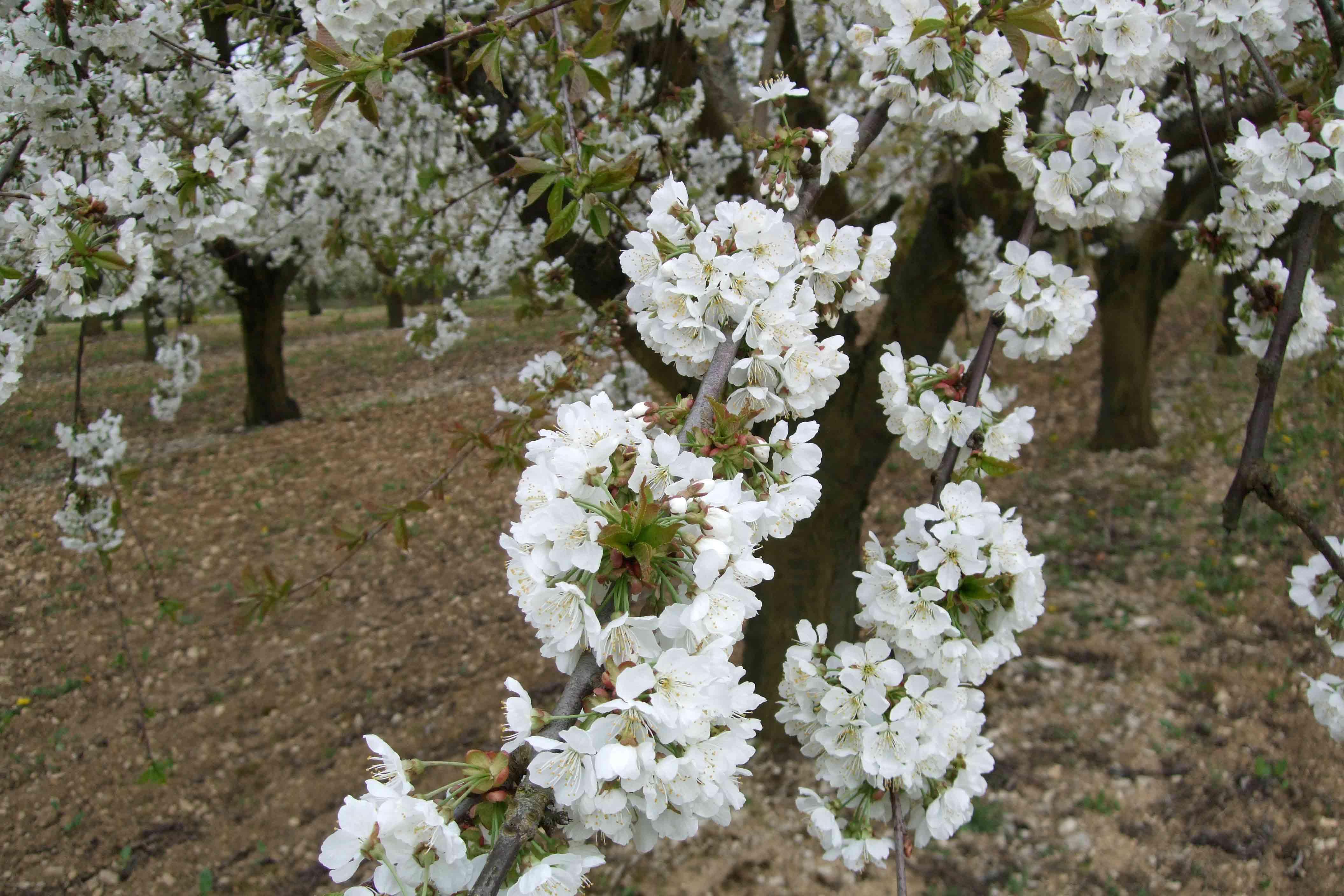 la fleur précède le clafouti jussy-cerisiers.1239865967.jpg