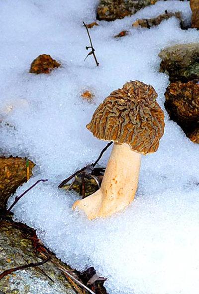 Les Morilles / ﻿Múrgola, dans les Pyrénées Orientales