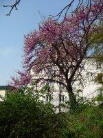 Le printemps dans le parc de Belleville (Paris 20e)