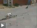 Videos: Un chat frustré par un pigeon + le chien qui joue au basket