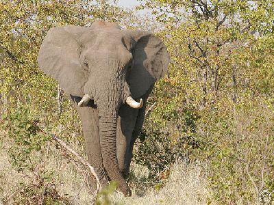 la perception animalière face au danger la perception animalière face au danger