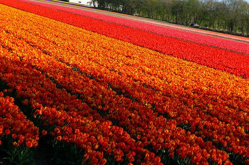 Quelques jours à La Haye P1080438