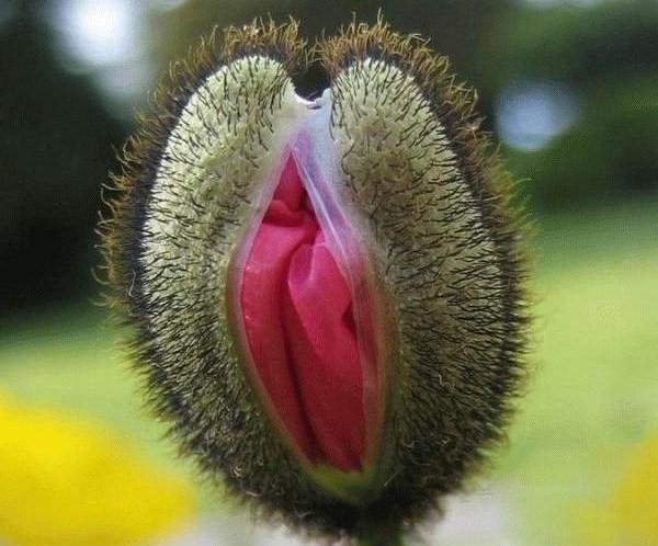 Fleur-vaginale