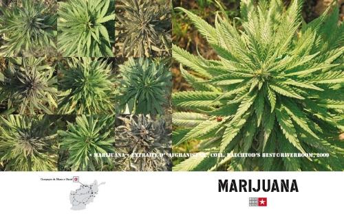 afghanistan_moyen_marijuana