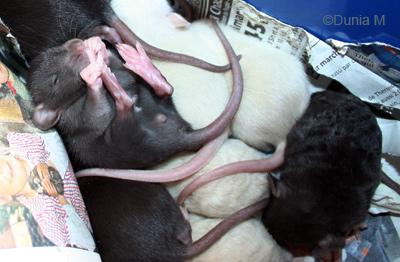 Rats: les bébés de Harina Raton suce doigt