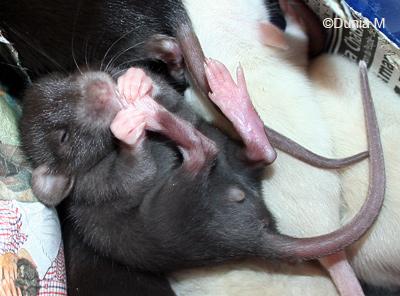 Rats: les bébés de Harina Raton suce doigt