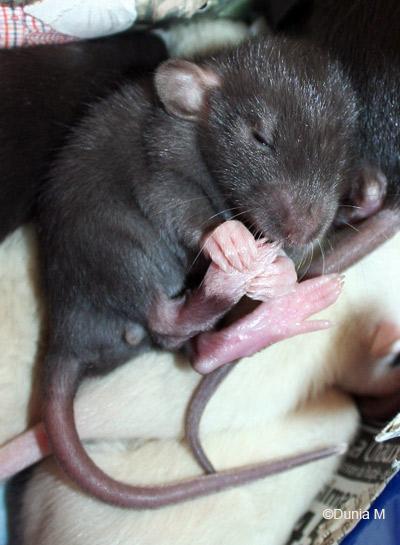 Rats: les bébés de Harina Raton suce doigt