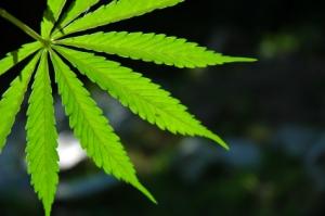 Cannabis (illustration)