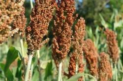 Bientôt du bioéthanol à partir de sorgho sucré ? Champ de sorgho (crédit : Cirad, Marie Adell)