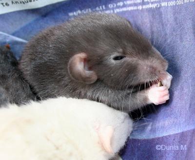 Rats: les bébés de Harina Raton de 19 jour mange