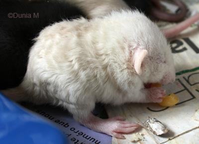 Rats: les bébés de Harina Raton de 19 jour mange